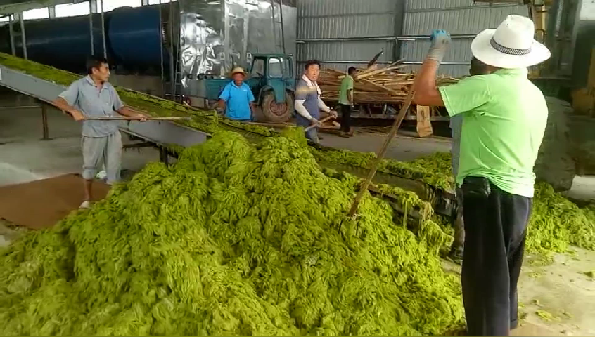 浒苔干燥机润滑油的选择要遵循什么事项 知乎