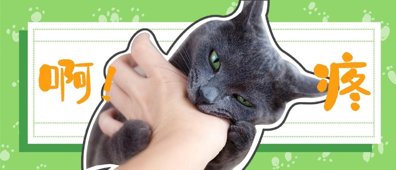 猫咪咬人怎么办?3步应对玩耍性攻击