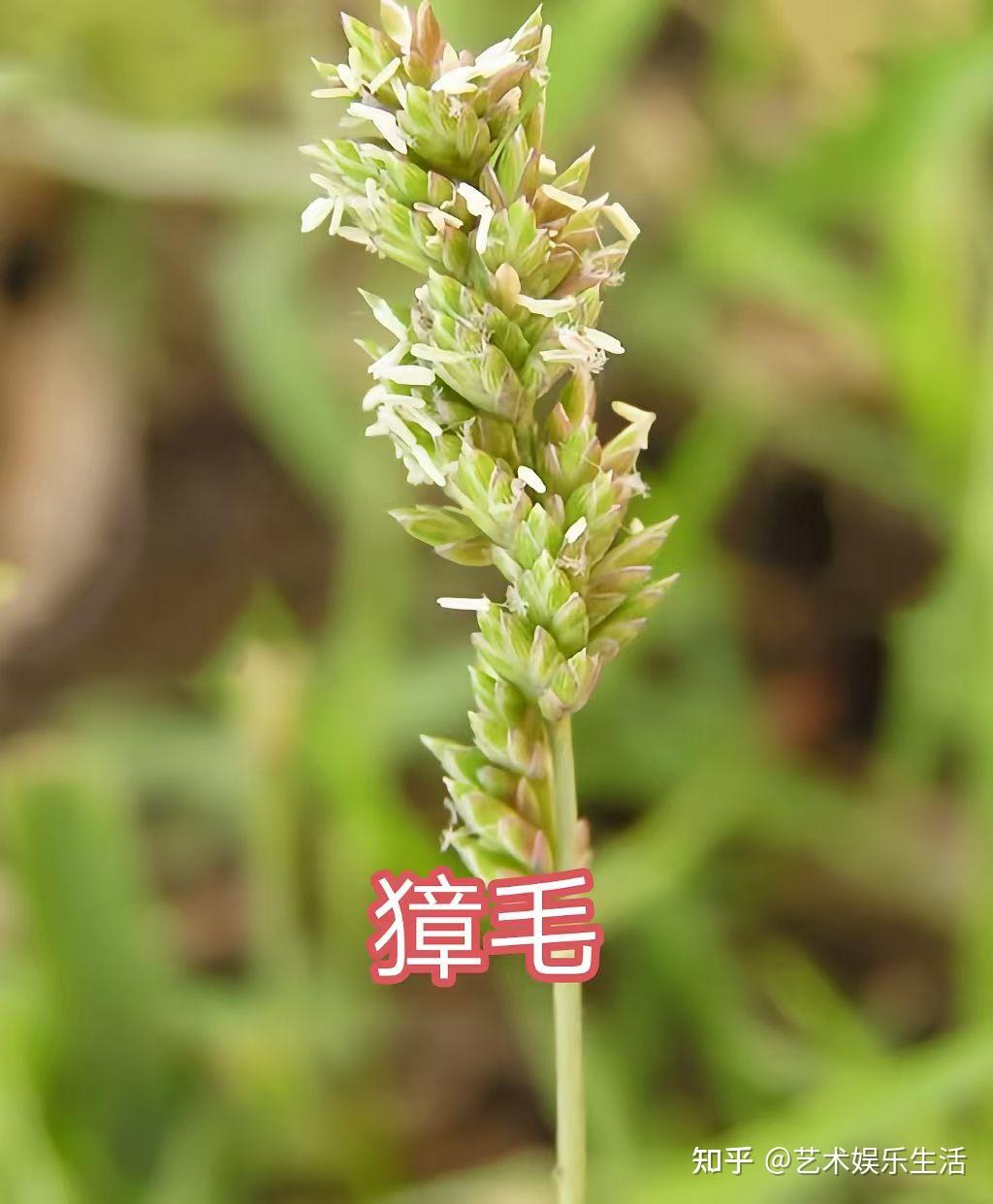 禾本科画眉草亚科的32种代表植物 - 知乎