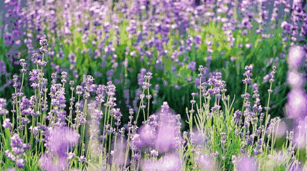 六月 是紫色的花海 知乎