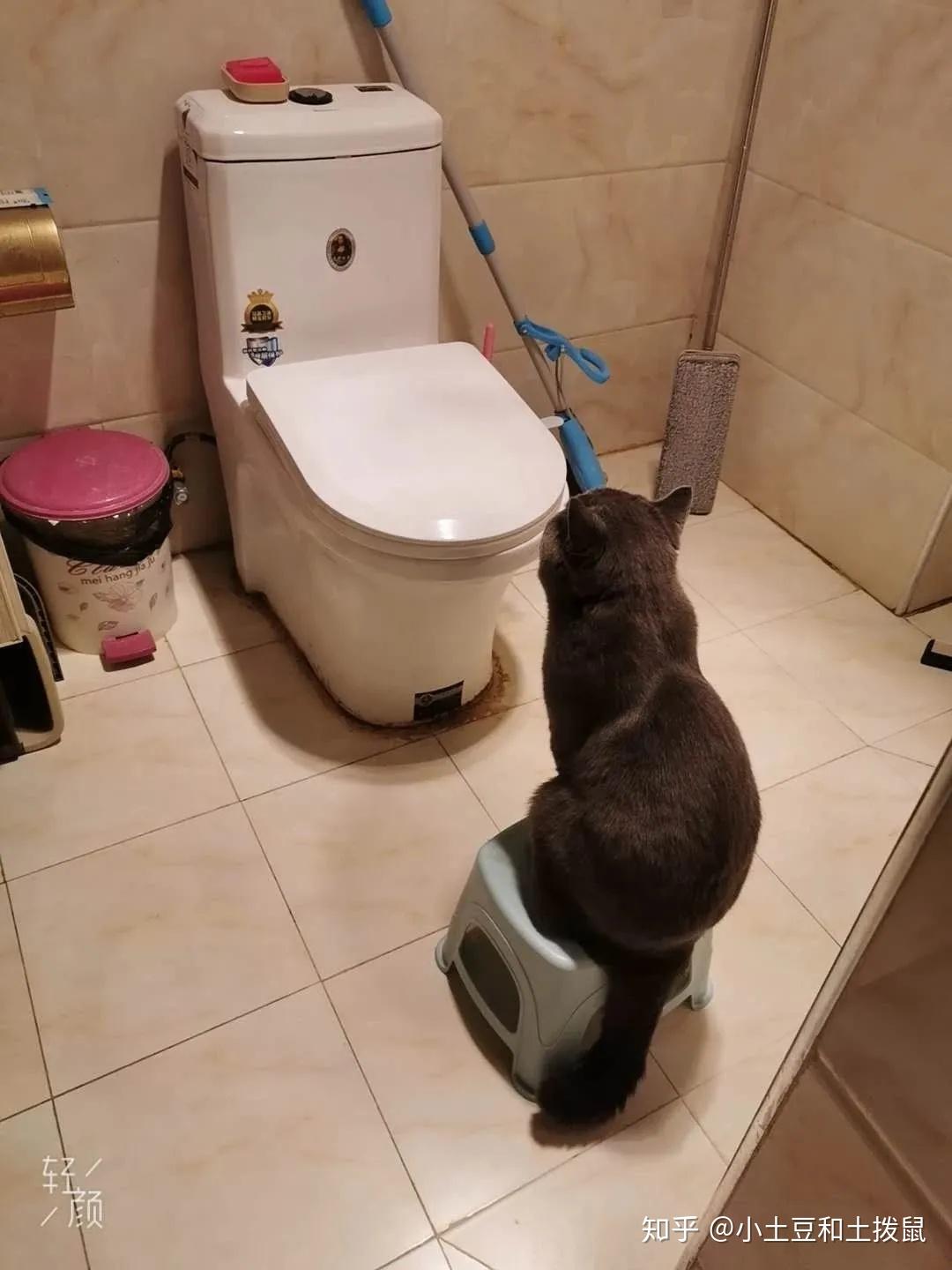 吸猫福利猫主子怎么可以这么可爱