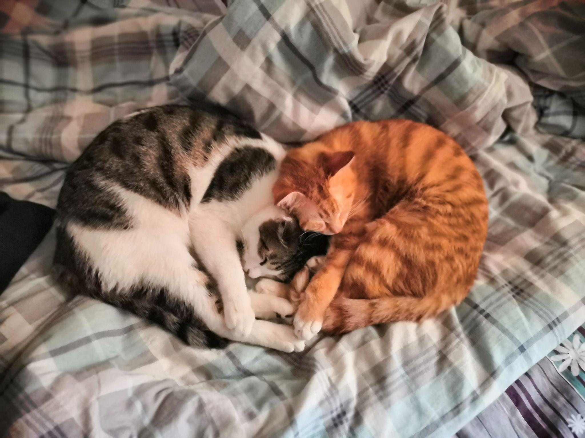 大家有可爱的猫猫抱在一起睡觉的视频或图片嘛? - 知乎