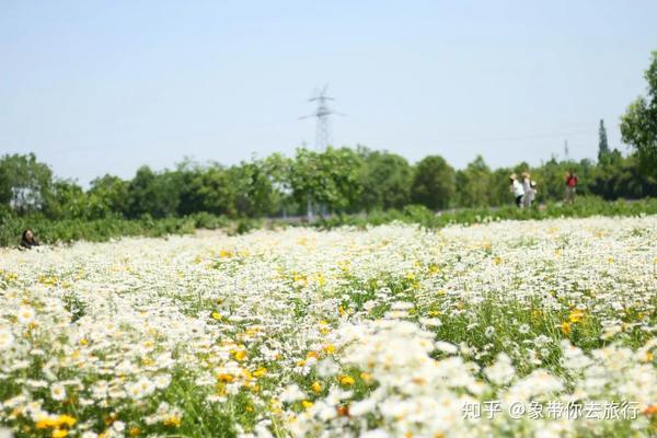 就在成都郫都區 古城遺址 真的是超大一片雛菊花海,面積非常大