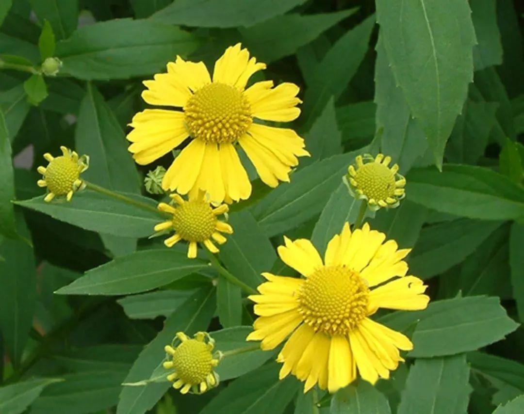 真核生物域植物界被子植物门双子叶植物纲菊目菊科管状花亚科堆心菊族