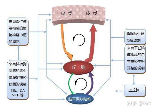 人脑工作机制 45 思维和 注意 的控制机制 五 控制环路发放节律与大脑工作状态的关系 知乎