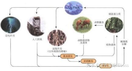 化工史话13: 上帝之手—合成氨