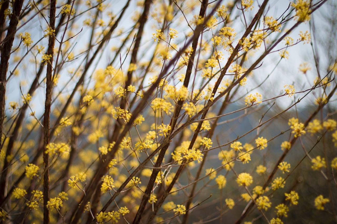 2. 竹花春暖花开季