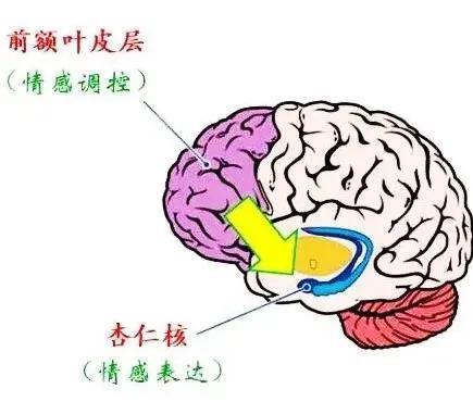 另一部分是由大脑额叶主导的理智脑,理智脑主要作用是处理事情解决