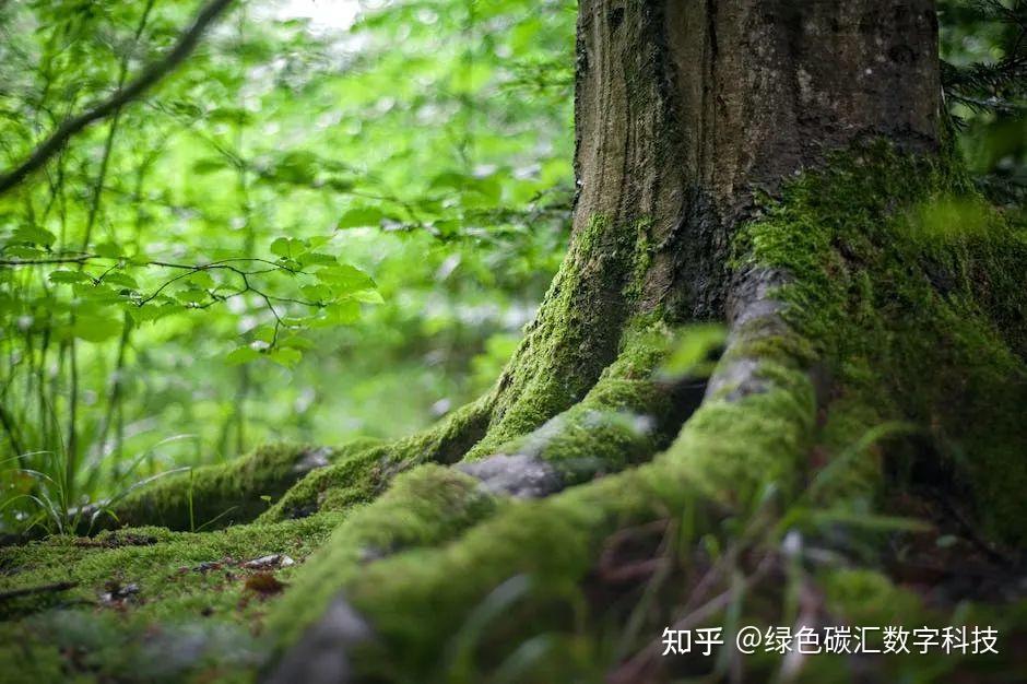 4. 森林涵养水源的作用