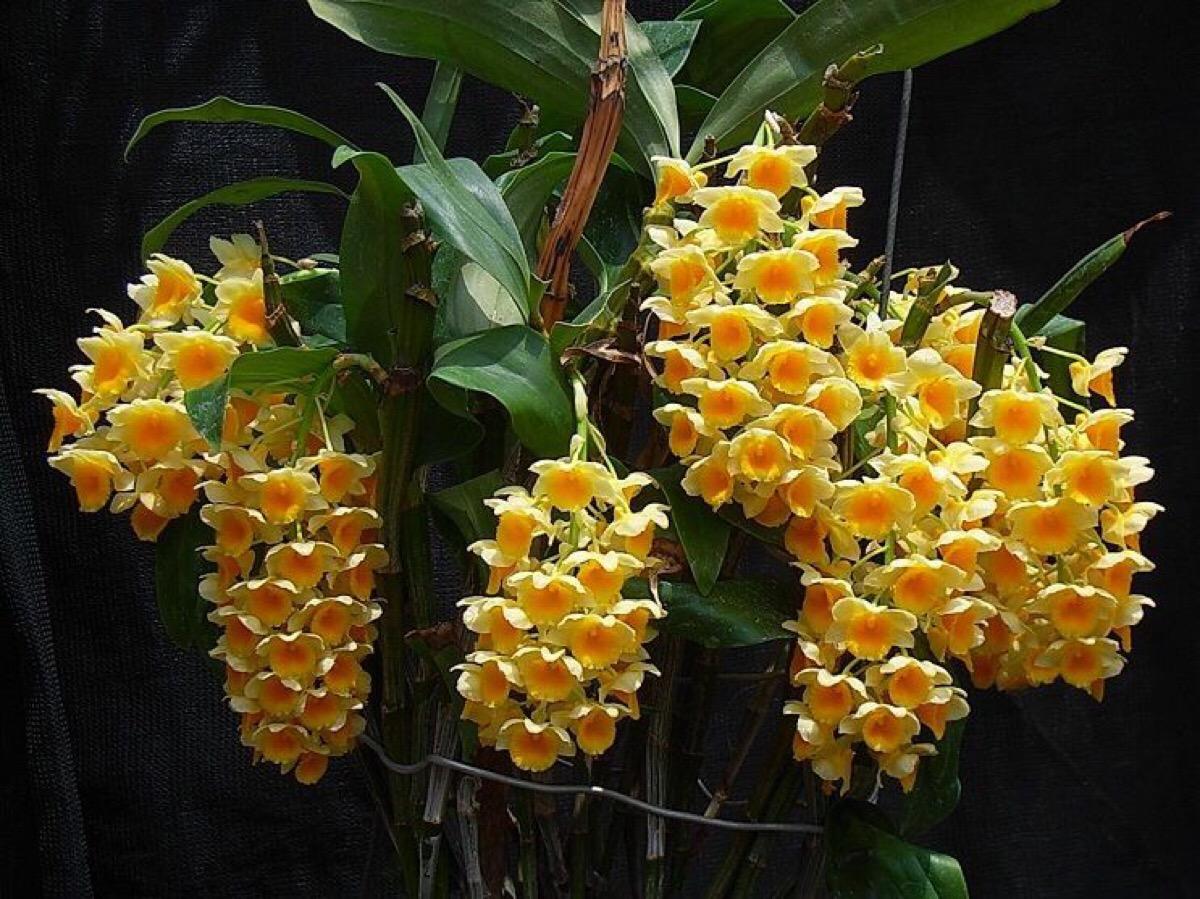 国家 级保护濒危珍稀物种 球花石斛和密花石斛 知乎