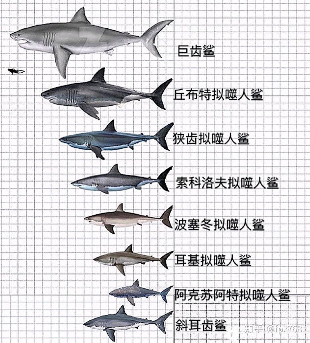 大海里最大的鱼能有多大