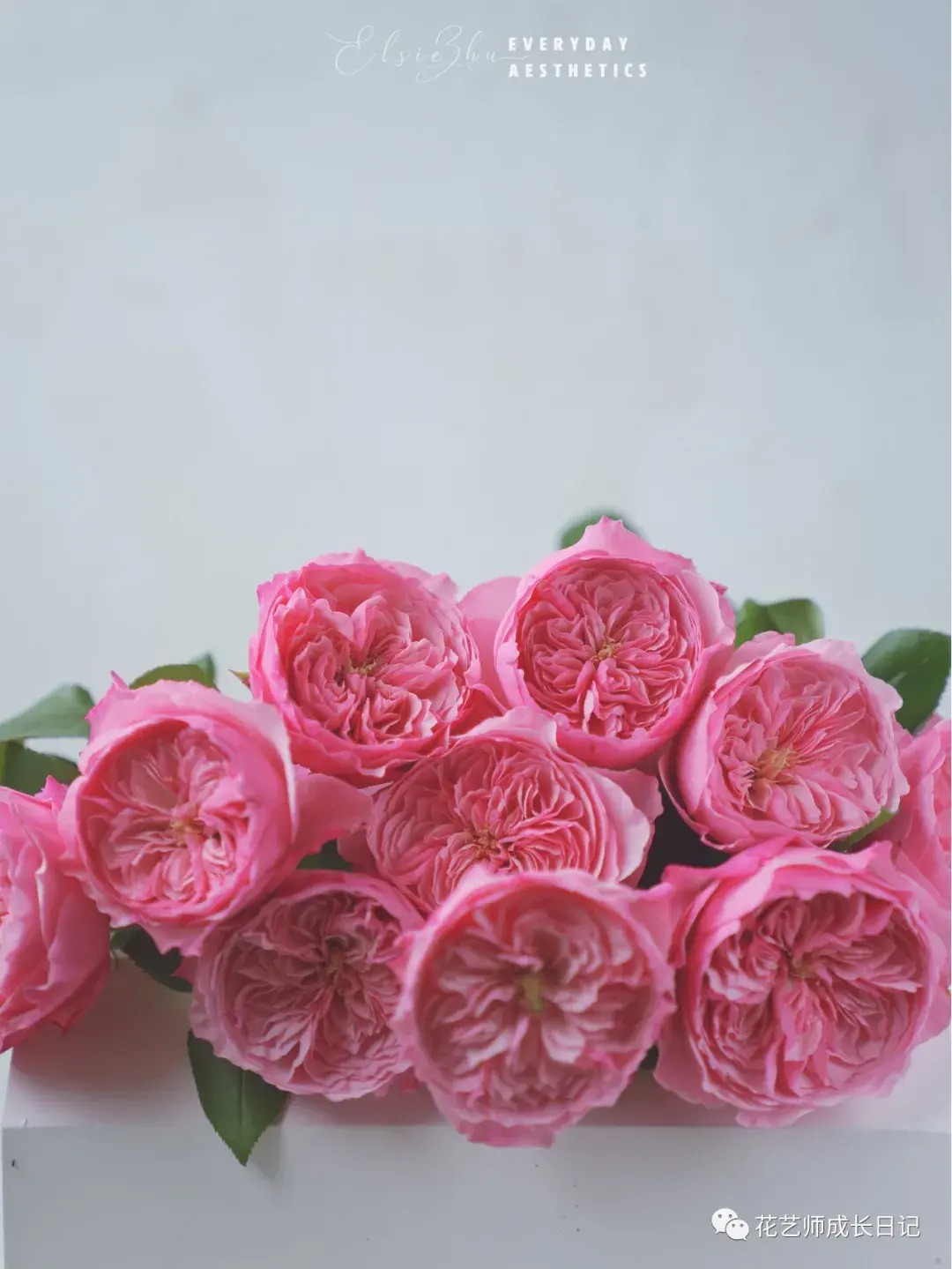 100朵玫瑰vol37凯丽玫瑰迷人的古典芳香