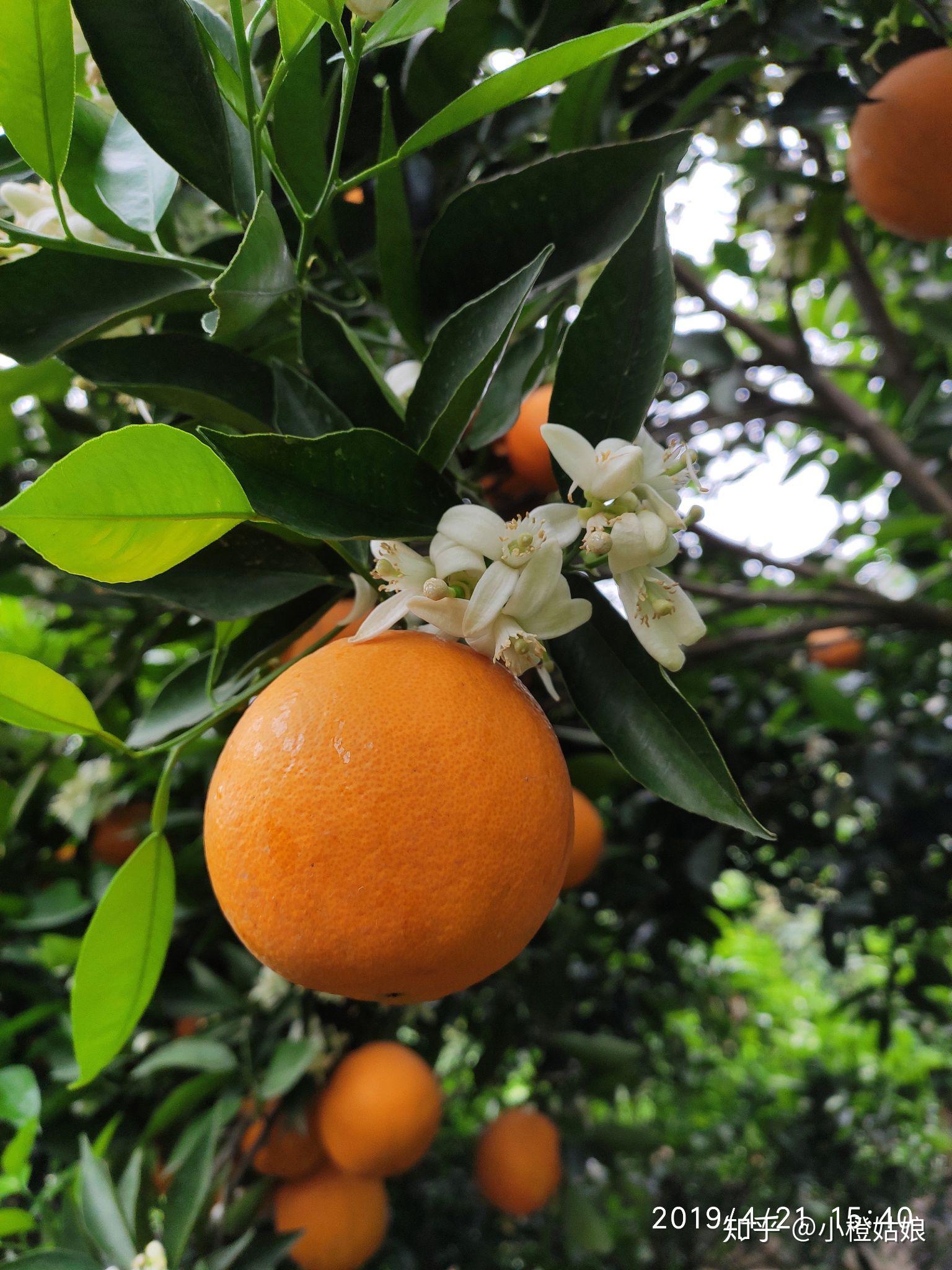 秭归伦晚 - 知乎