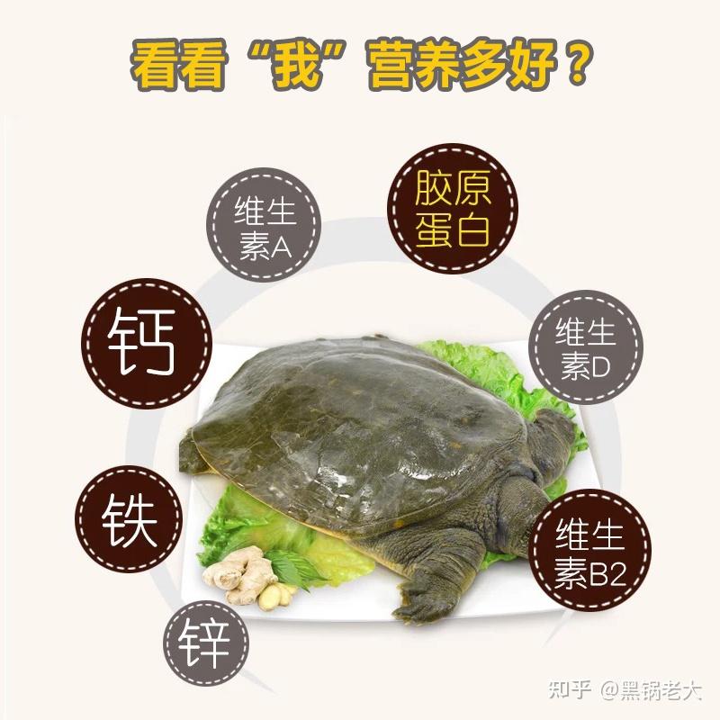王八不是甲鱼,下次没吃错 - 知乎