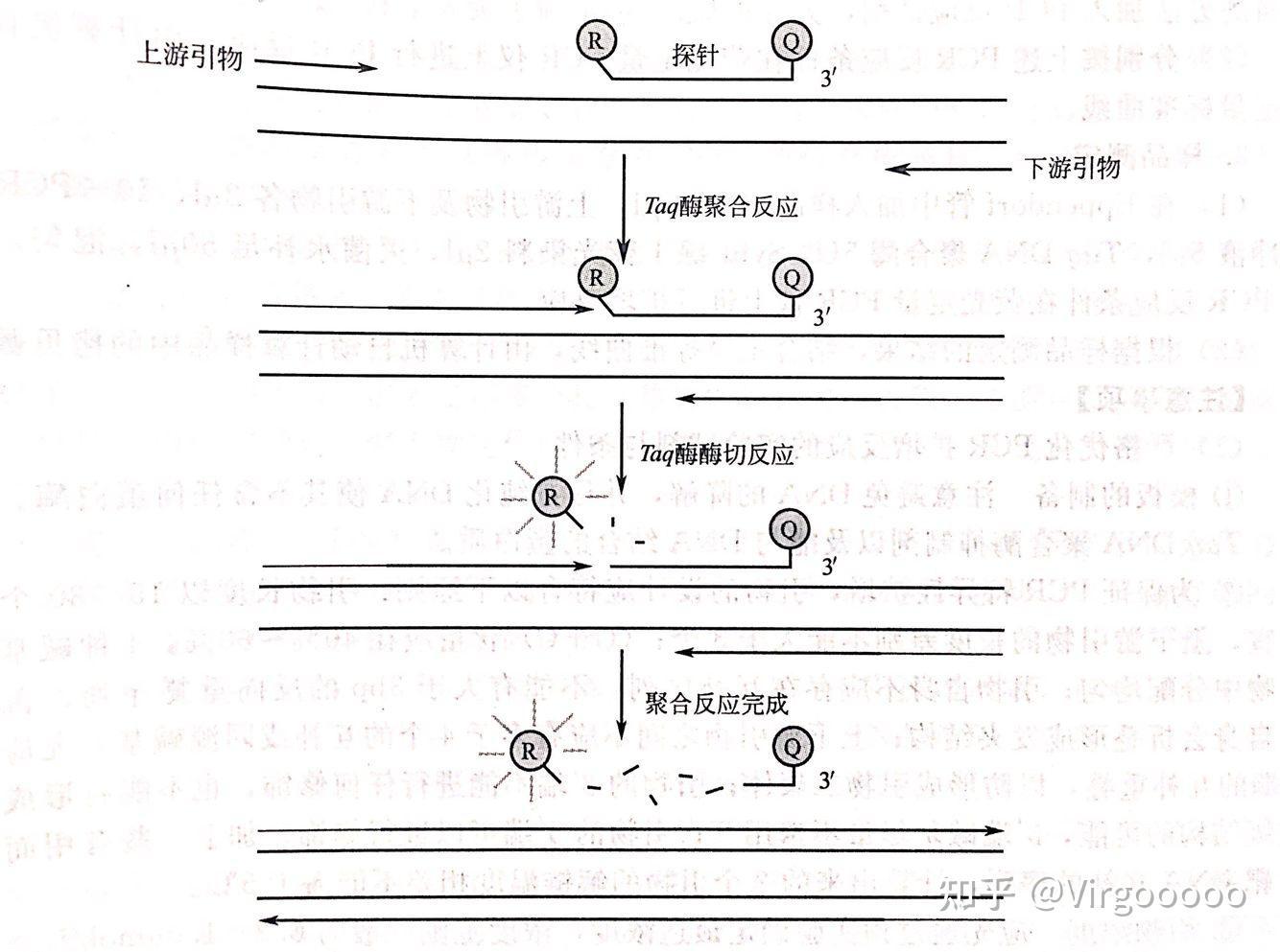 《细胞生物学实验技术(第二版)》部分原理摘录 - 知乎