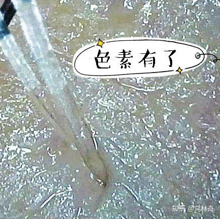 主要机制,通过分子营养,调节mitf转录因子,tyr酪氨酸酶,cata过氧化氢