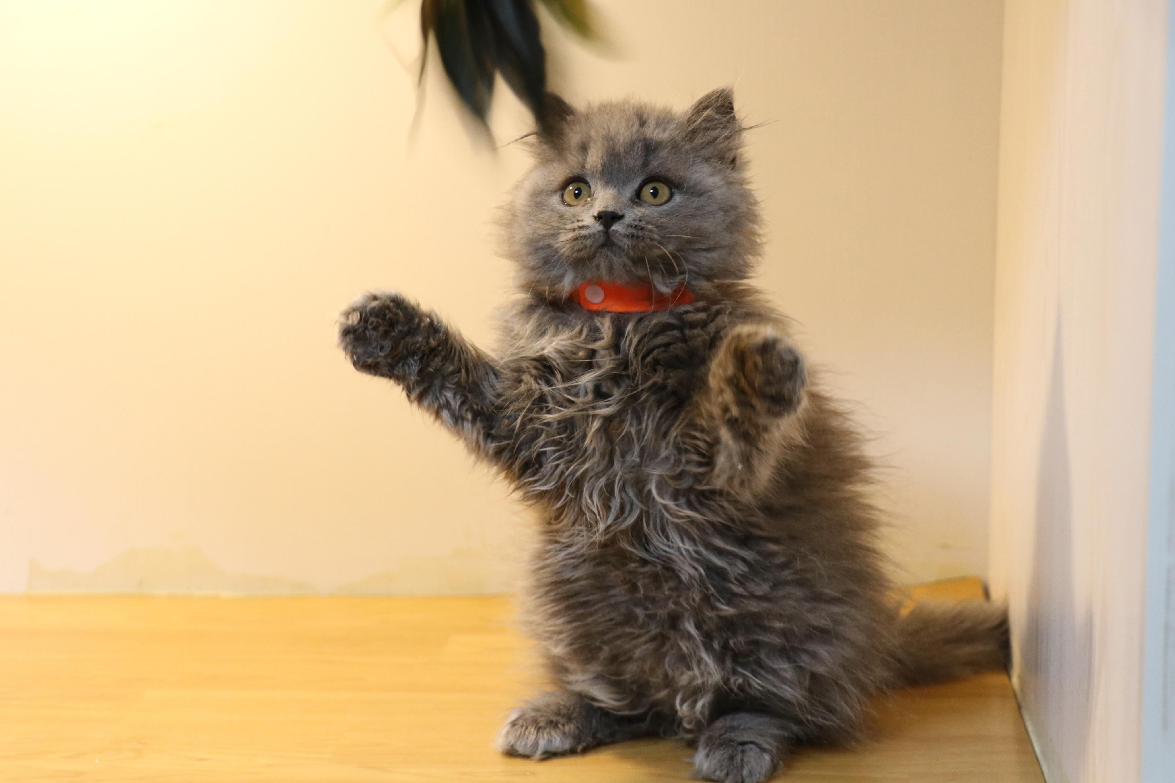 英国蓝猫宠物猫咪高请照片沐米英国短毛猫