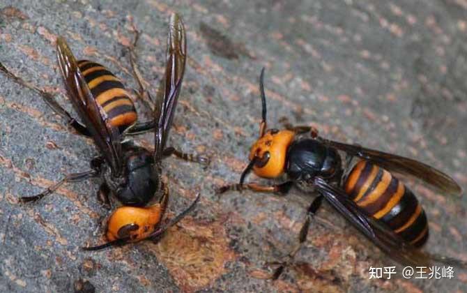 腿被蜂蜇了,想了解一下情况?