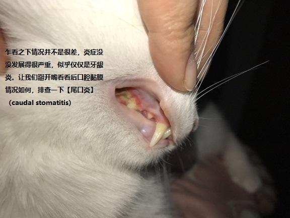 猫口炎 Feline Stomatitis 辨识 认知 控制与治愈 知乎