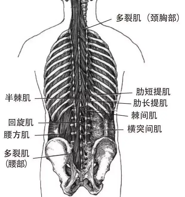 背部身体结构图片