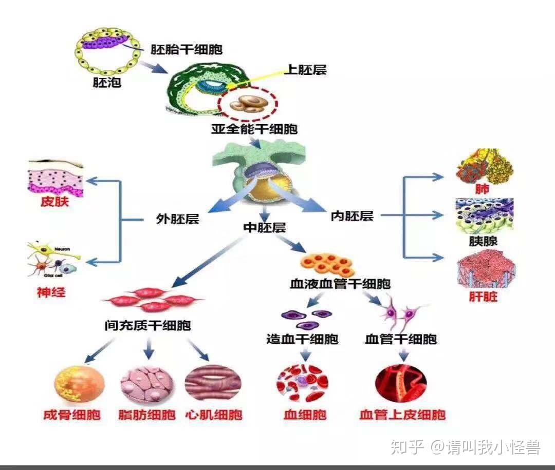 亞全能幹細胞為人類體內存在為數不多的三胚層分化潛能幹細胞,成體幹