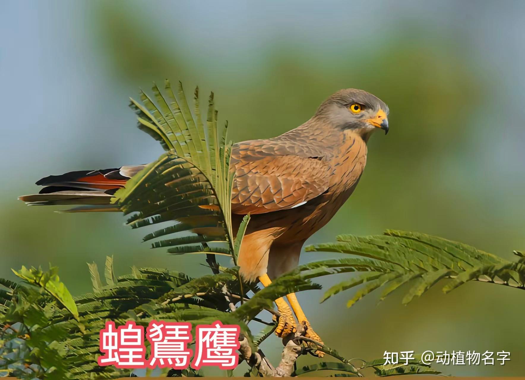 95图带您了解鹰科的鸟类,浅谈雕、鵟、鹰三类天空猛禽的区别 - 知乎