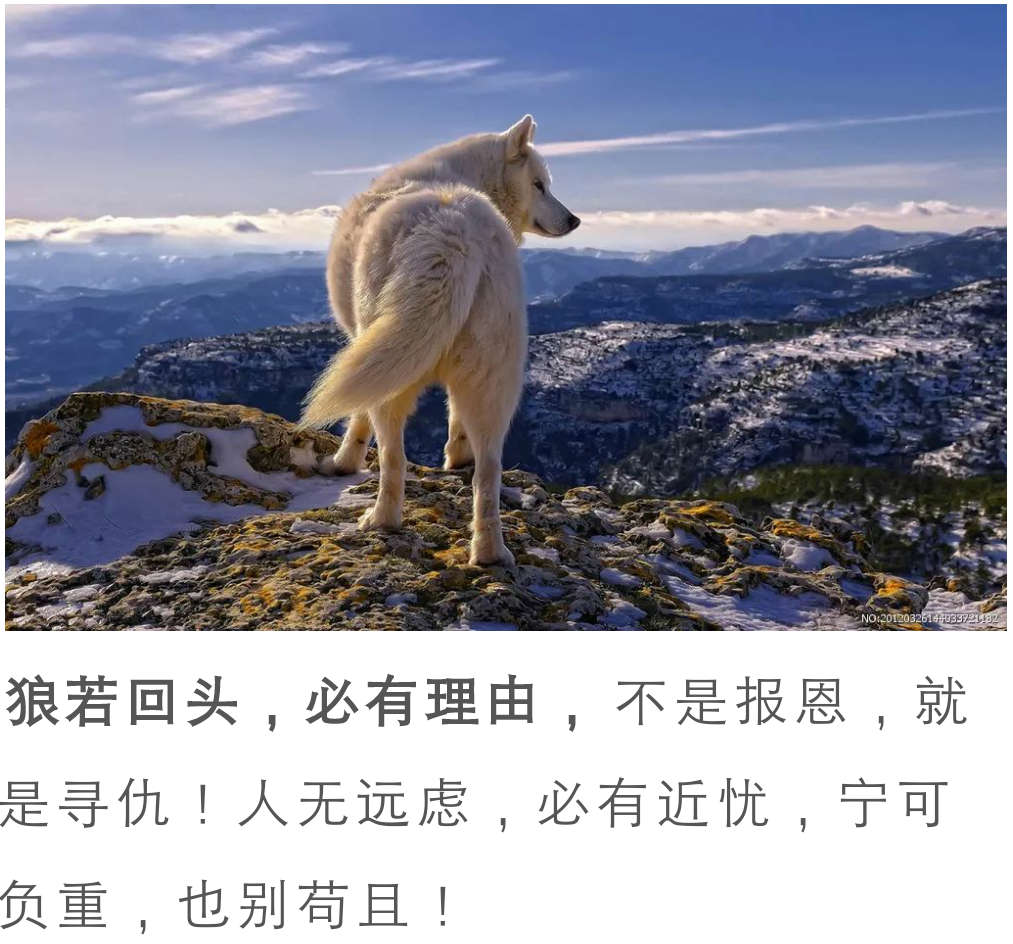 不要随便救狼的首领因为它有可能带领族人保护你一辈子