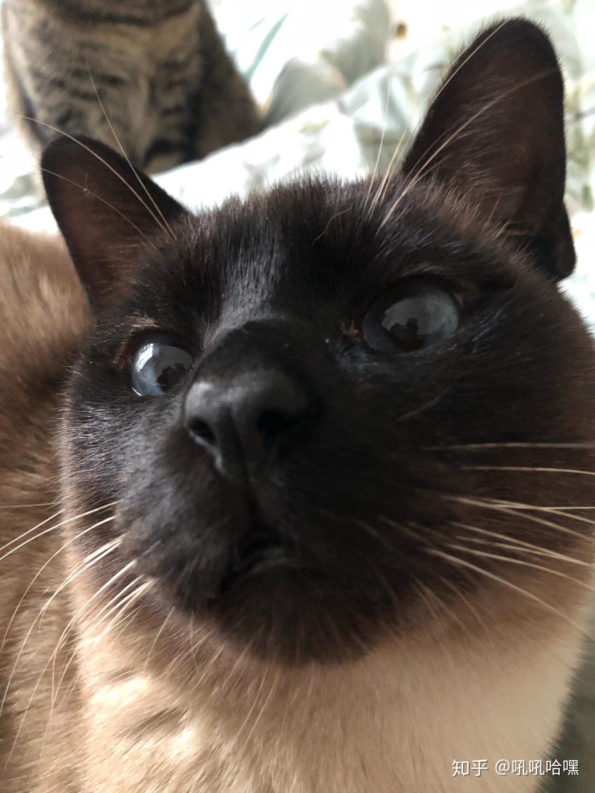 猫咪绝育之后还会乱叫吗银渐层公一岁两个月