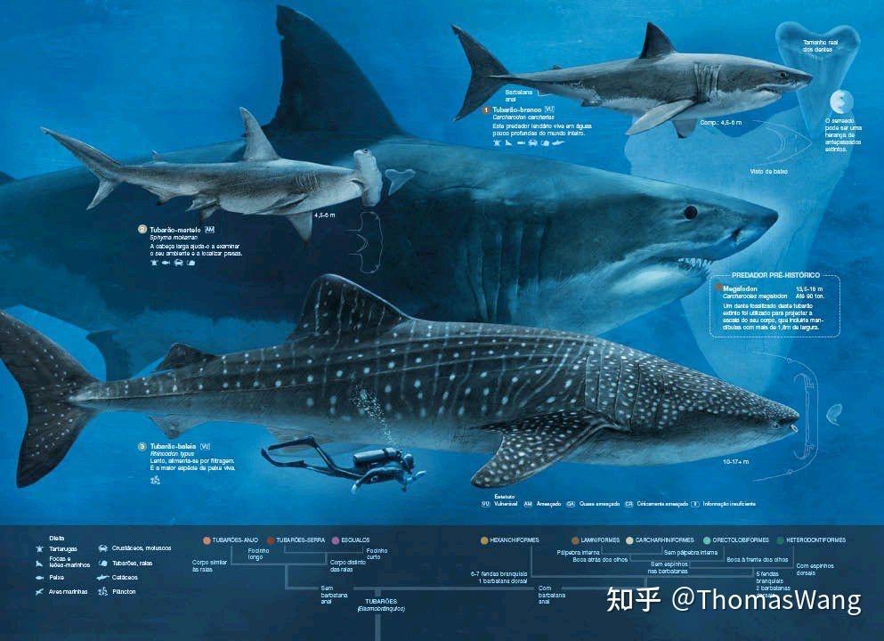 梅氏利维坦鲸和巨齿鲨哪个更厉害些? - 知乎