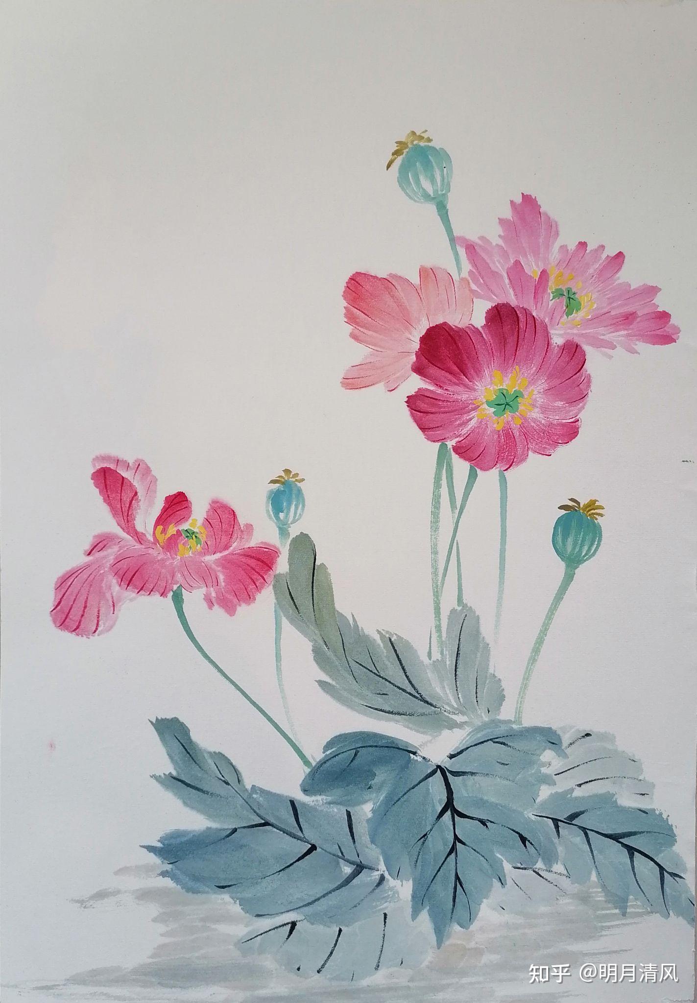 罂粟花叶子画法图片