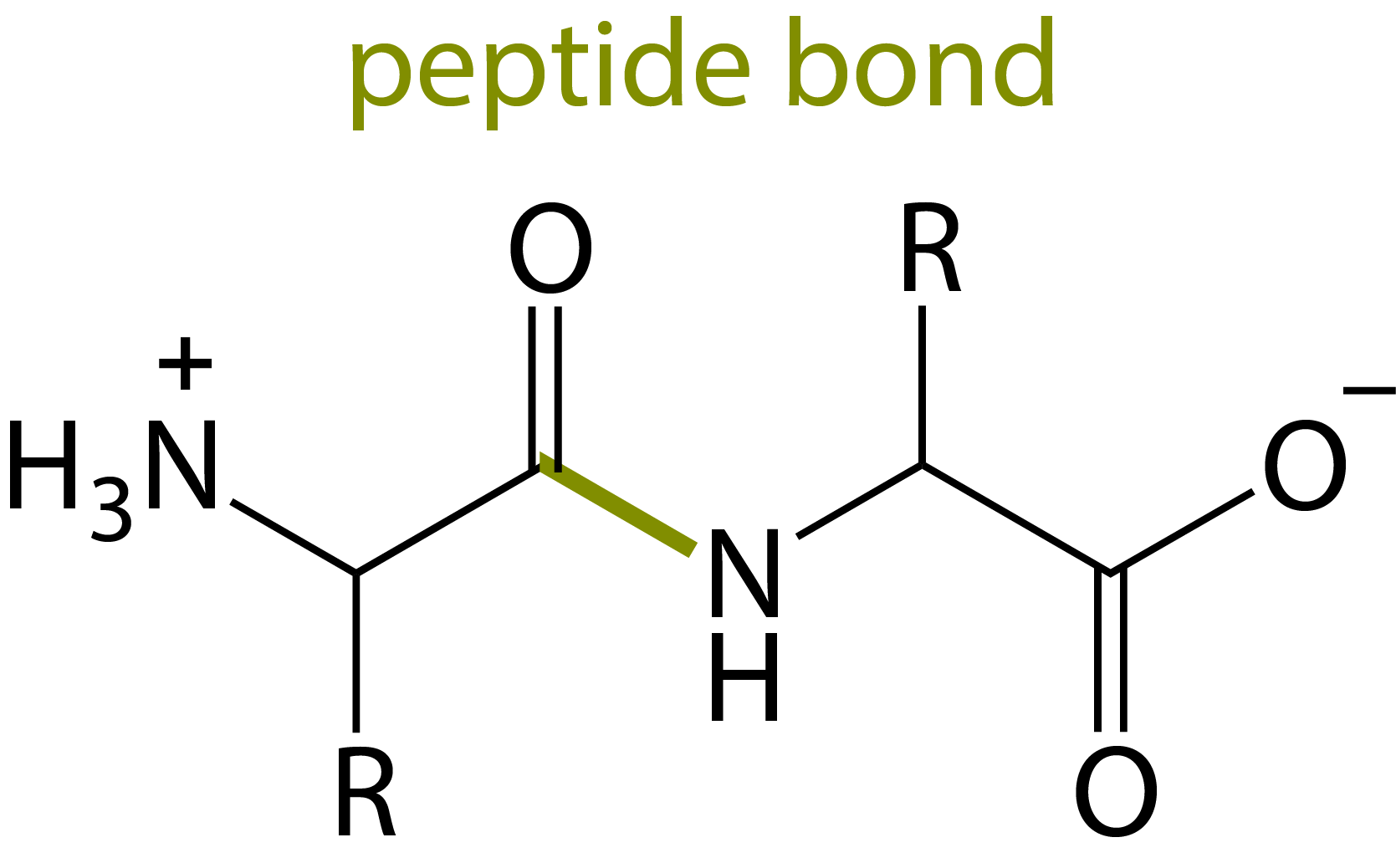 基本结构——氨基酸(amino acid)上图是氨基酸的基本结构,r代表其他