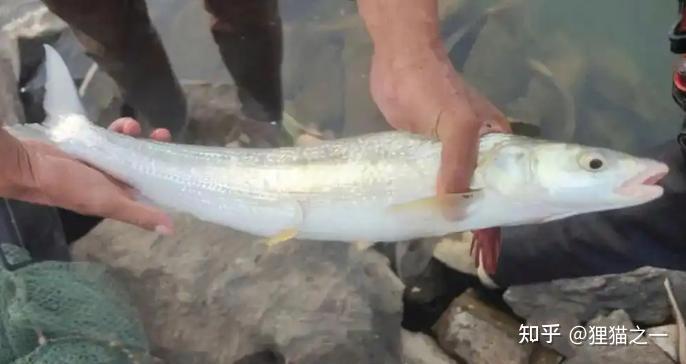 号称“长江最神秘的生物”!鳤鱼重现江湖,长江禁渔再次立奇功! - 知乎