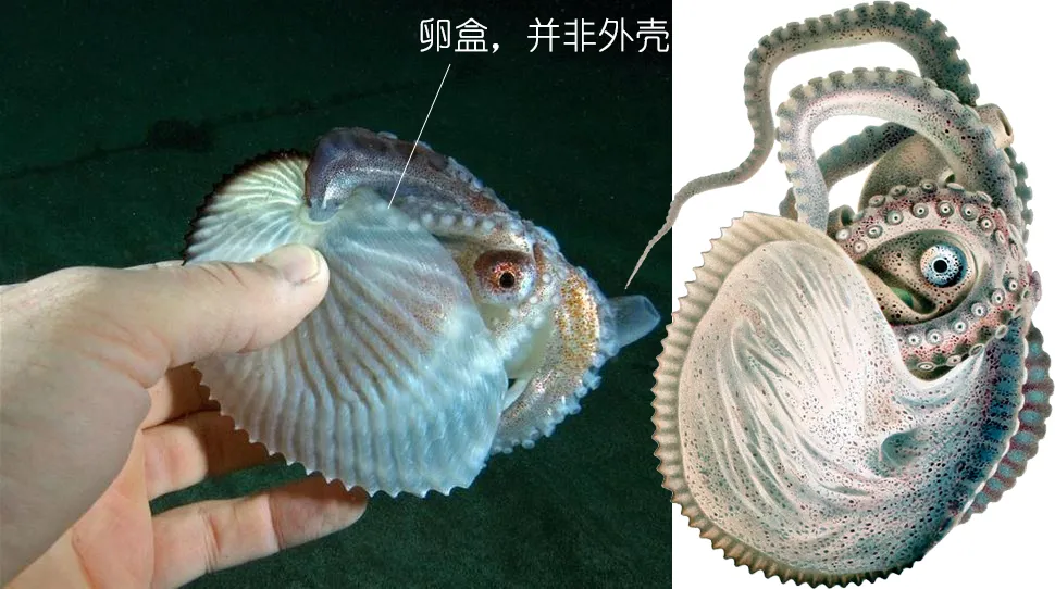 深度研究章鱼鱿鱼墨鱼等软体动物上作者zam