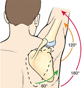 在30度以内,肩胛骨不发生运动,而肱骨发生外展30度;当肩关节外展30度