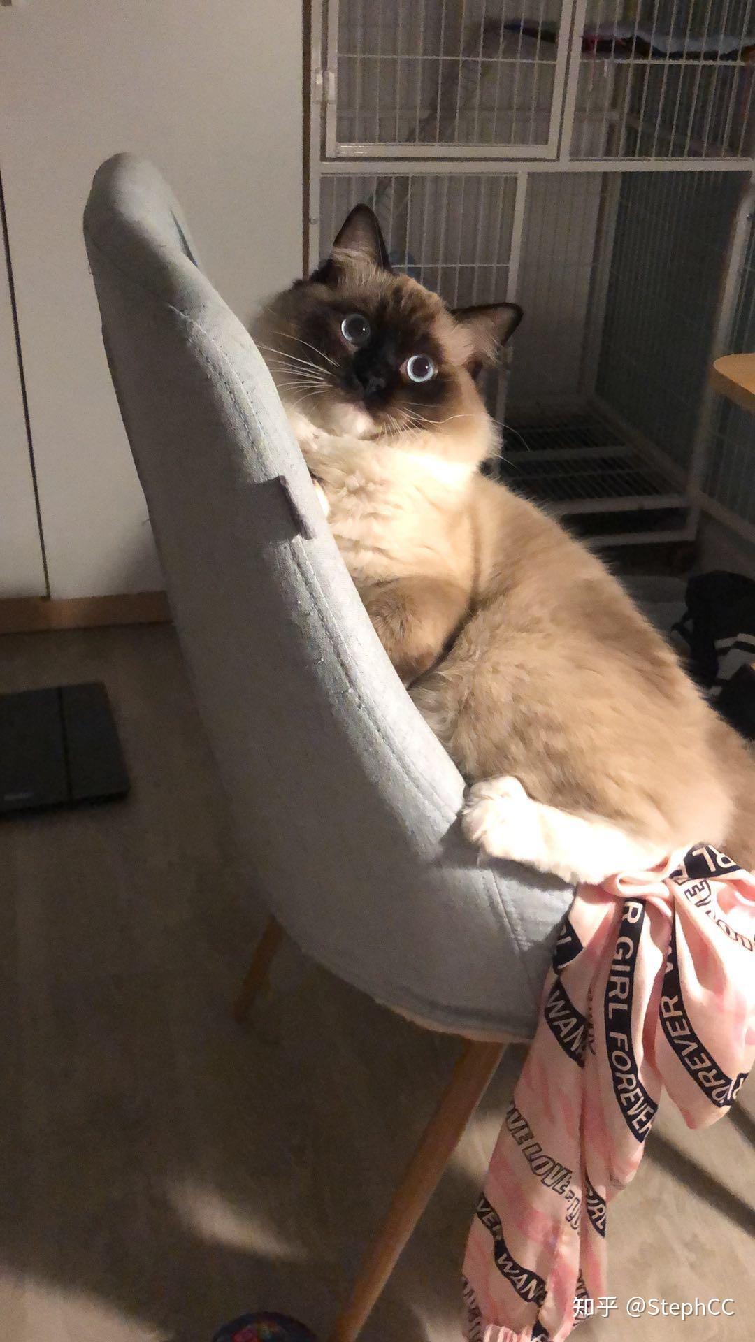 巧克力手套色布偶猫成长记录贴