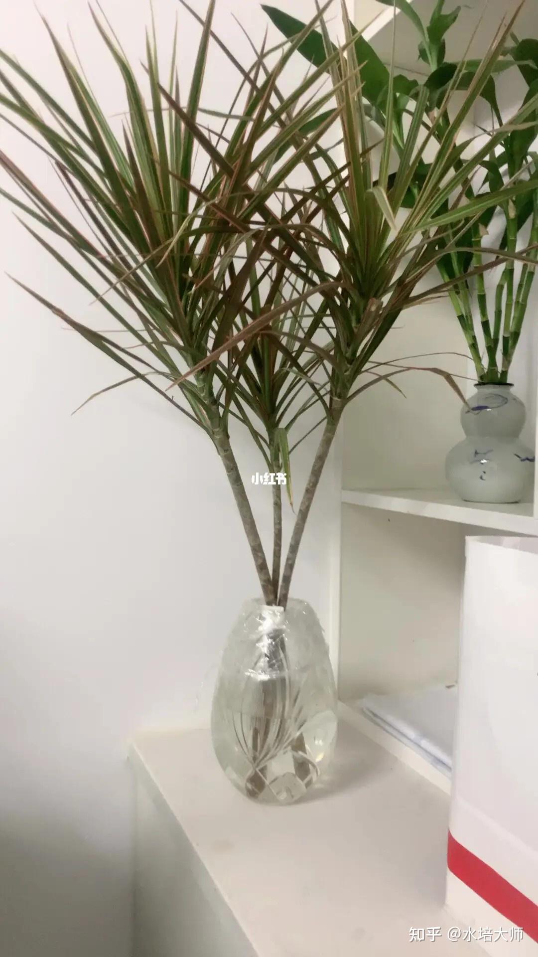 千年木水培扦插的注意事项有哪些?