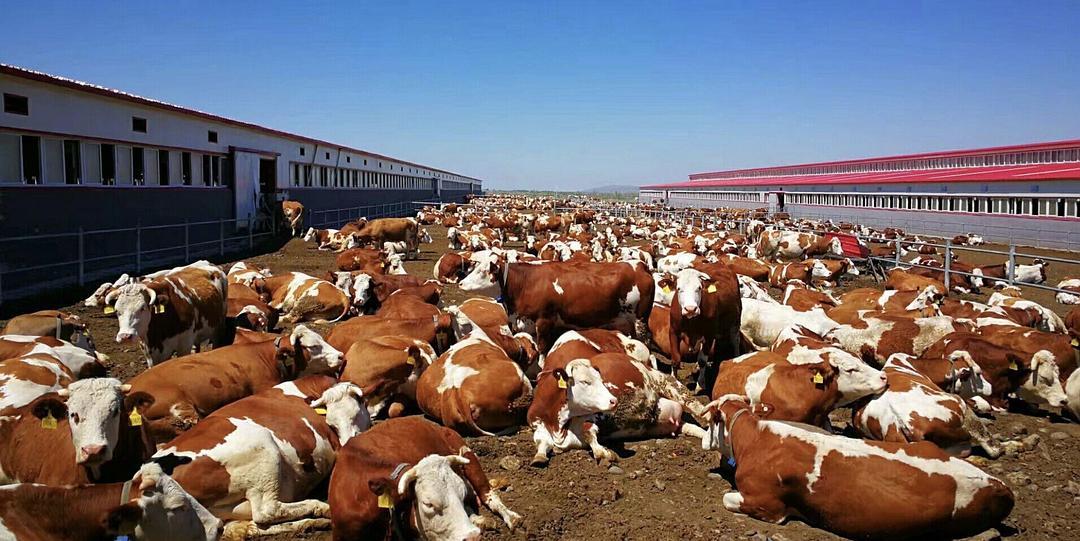 西门塔尔牛养殖饲料大型养牛场饲料来源