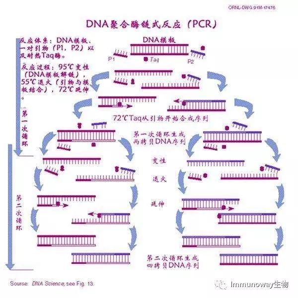 能不能简单的说一下pcr扩增技术是什么呀