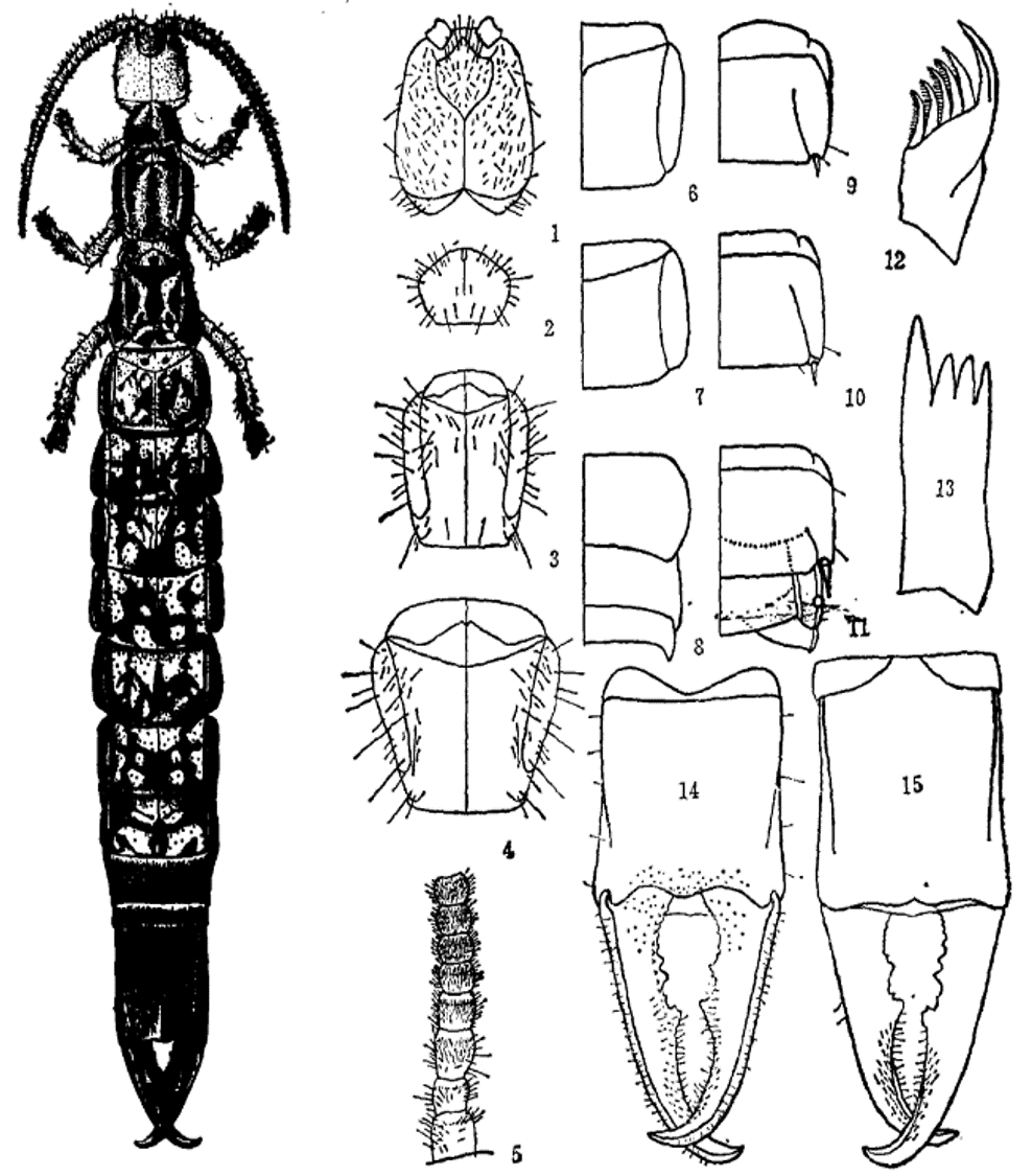 地球演义六足传奇2草蛇灰线