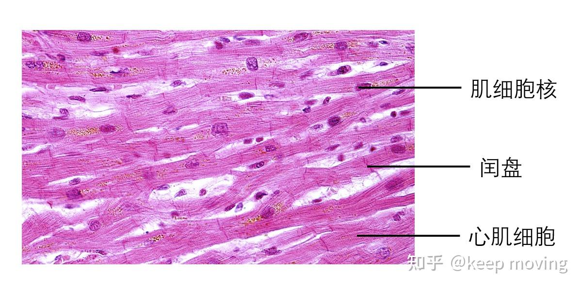 小鼠心脏组织学-1 - 知乎