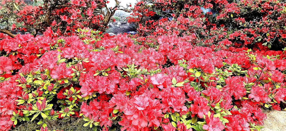 杜鹃花一年开几茬花 v2-3ddf848db33313f951d4509df63f2f7c_r.jpg