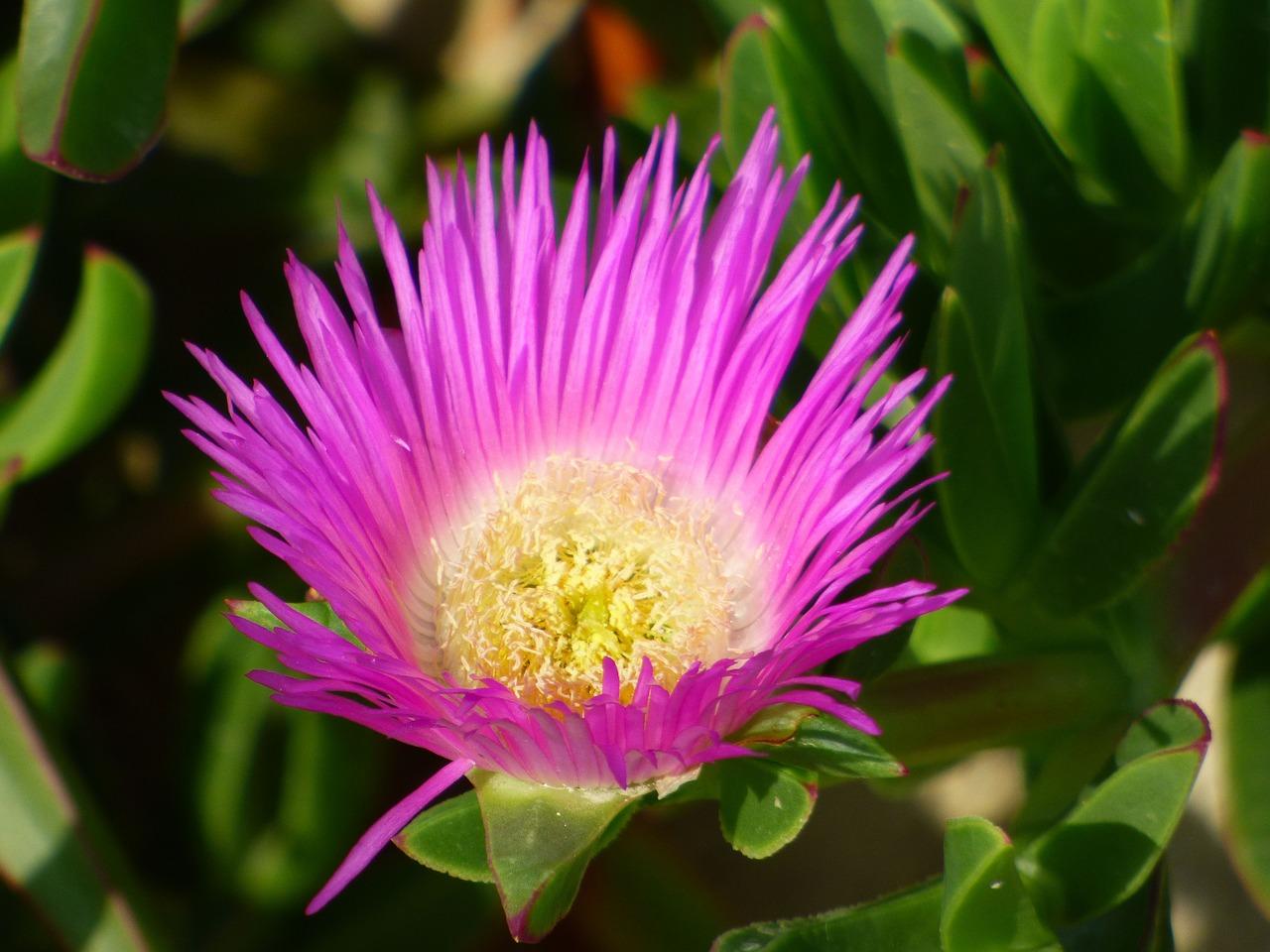 施家花园为什么便宜