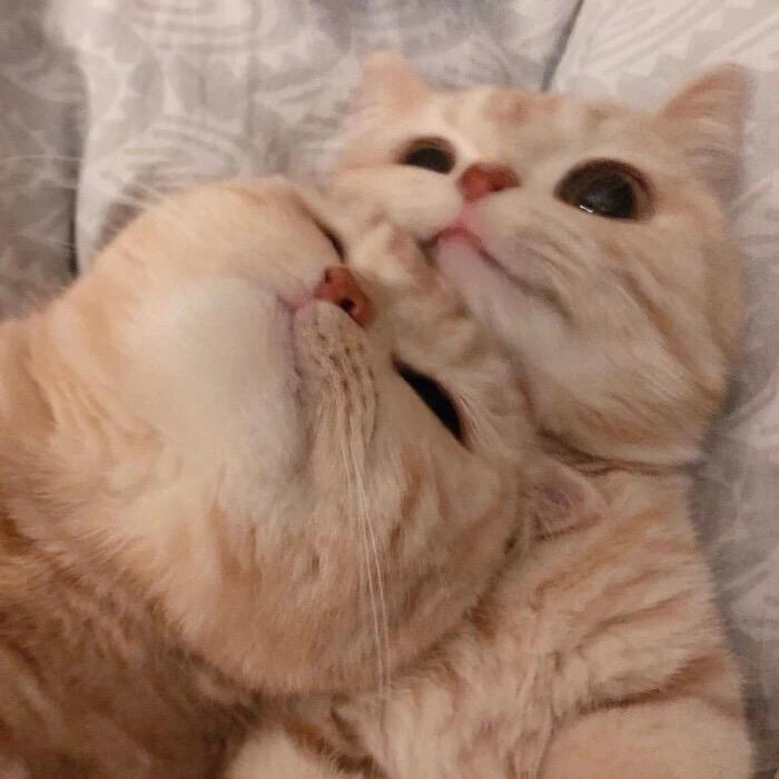 有哪些沙雕又可爱的情侣头像? - 知乎