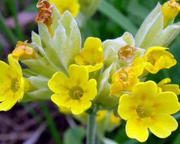 黄花九轮草Primula veris L. - 知乎