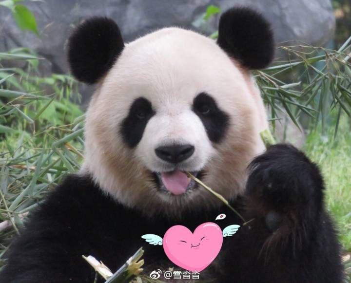 熊猫的舌头是什么颜色? - 知乎