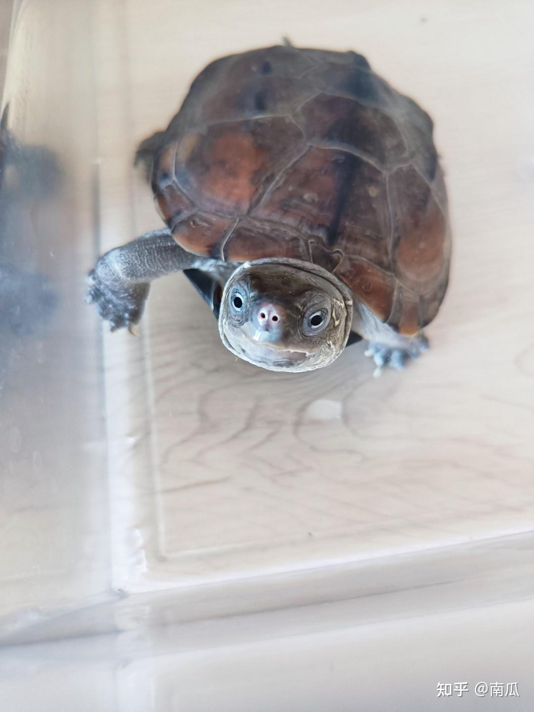 如何区分草龟和巴西龟?