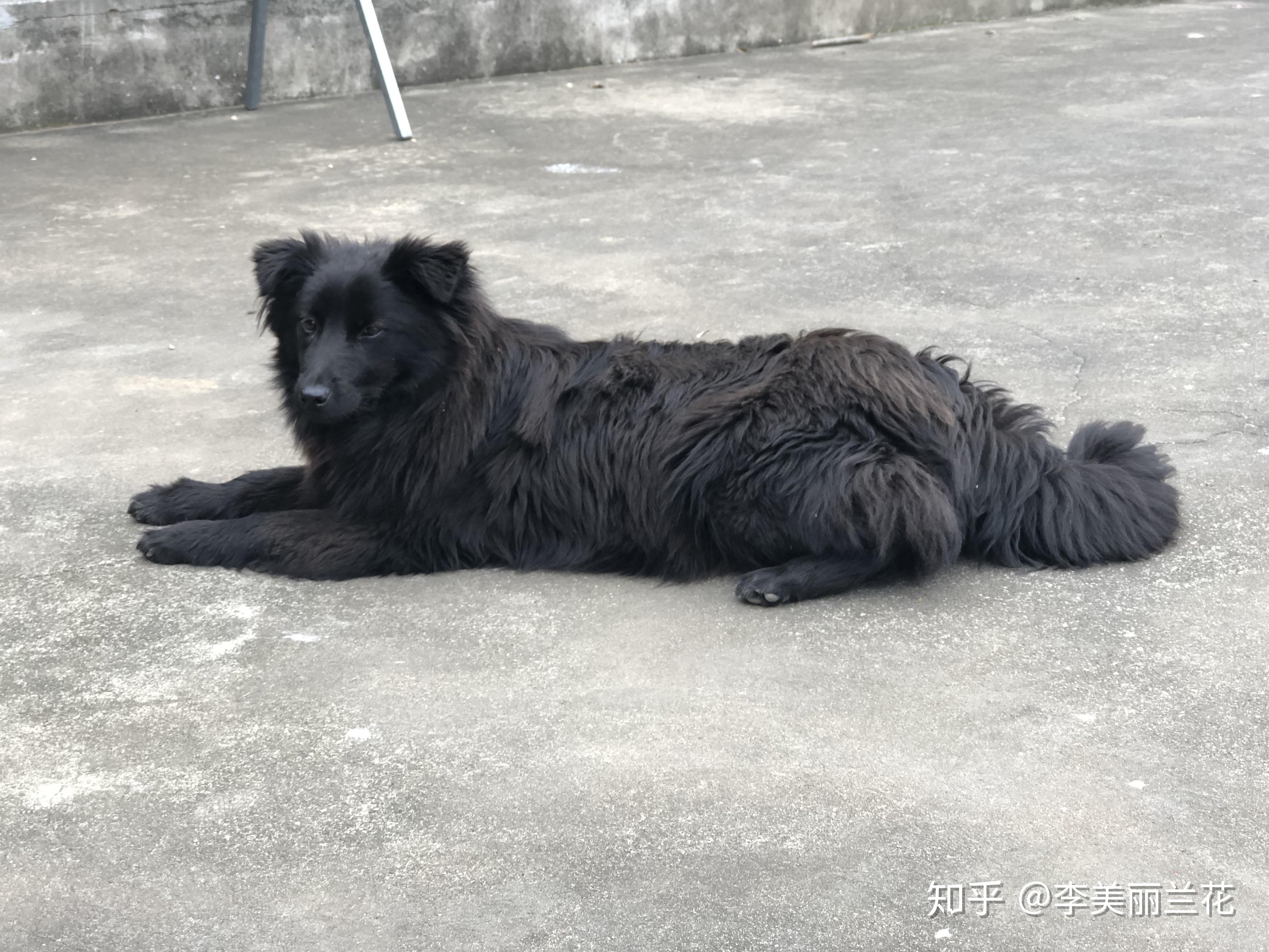 中华田园犬的颜值可以多高