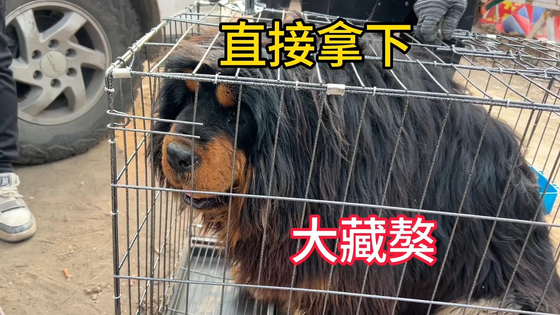 100多斤的猛犬藏獒被大哥直接拿下1米的笼子都装不下太大了