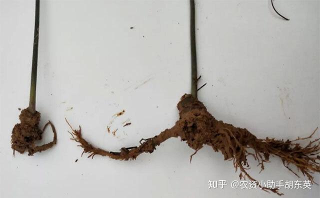 中药材地黄根腐病用什么药防治？党参黄叶死苗能根治吗？烂根病用药根小子！ - 知乎