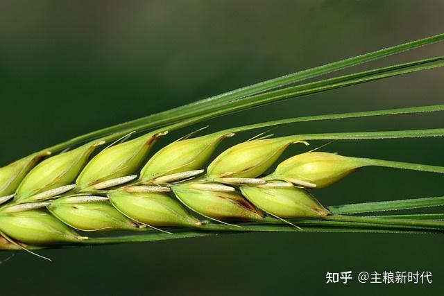 践行《中国食物与营养发展纲要》:全民